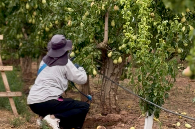 La campaña de pera de Jumilla recupera su producción con una previsión de más de 23.000 toneladas