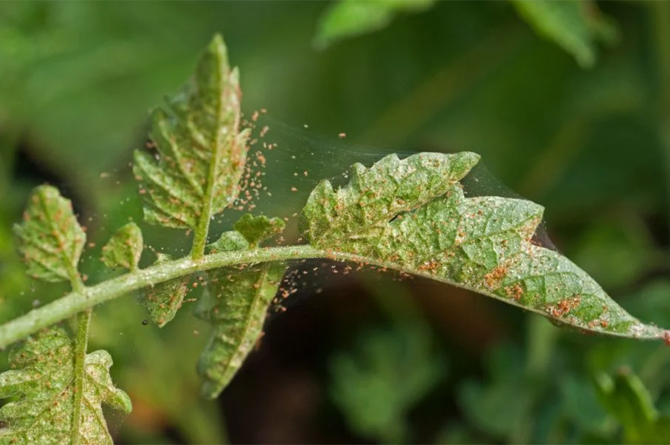 Hojas de planta de tomate afectadas por ara&ntilde;a roja