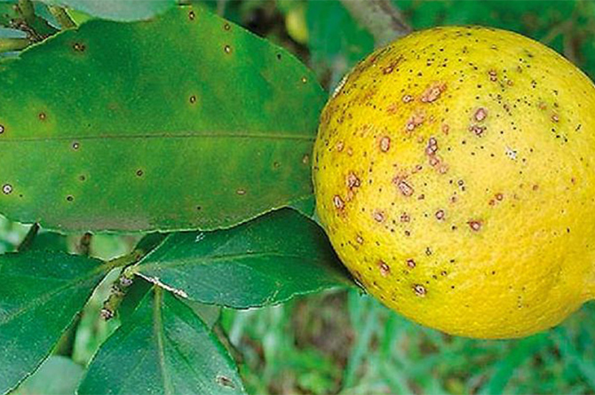 Limón afectado por el hongo Phyllosticta citricarpa, causante de la 'mancha negra'