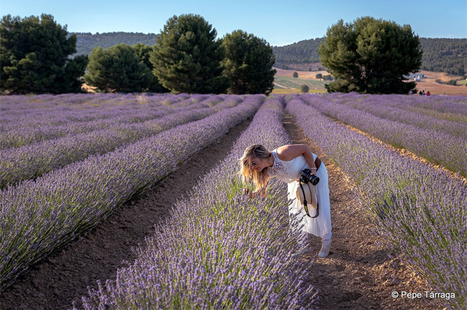 Cultivo de Lavanda en Campo de San Juan. Imagen: Pepe Tárraga para la Agrupación de Senderistas y Montañeros de la Región de Murcia