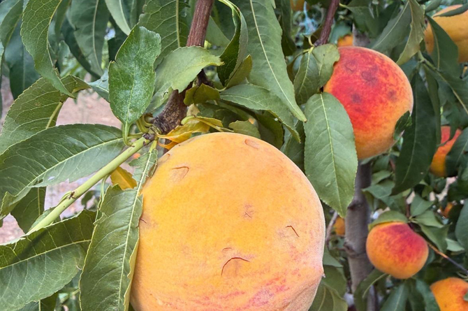 Da&ntilde;os en la fruta de hueso