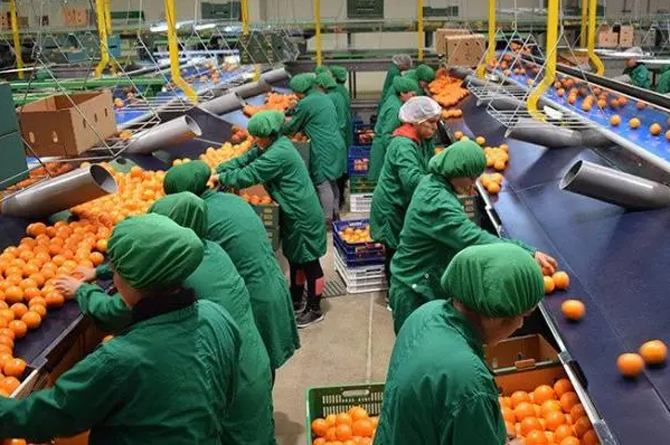 Ligero descenso de las exportaciones hortofrut&iacute;colas, pero un 6% m&aacute;s caras
