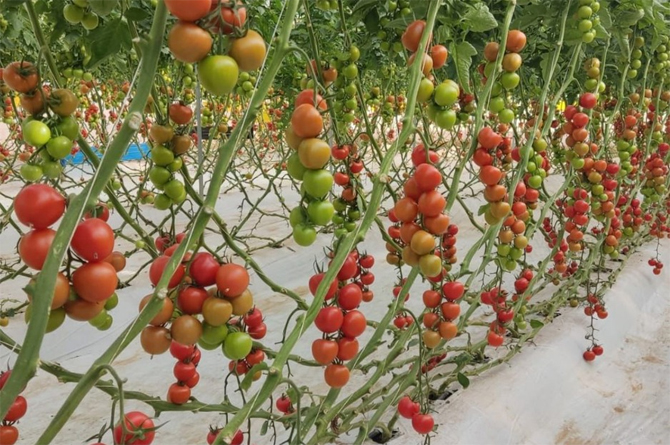 Plantación marroquí de tomates