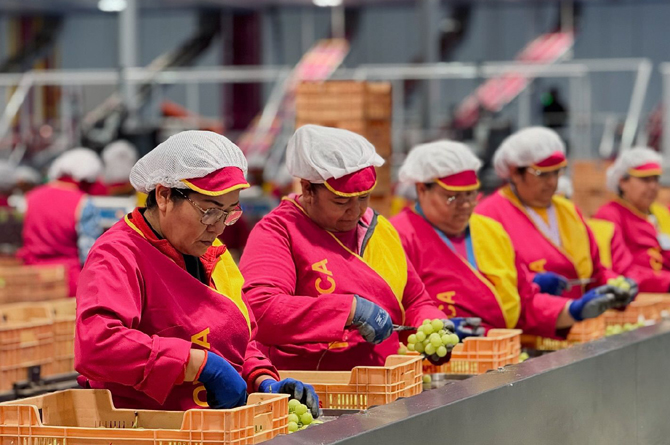 Trabajadoras de Moyca en el proceso de envasado de uva