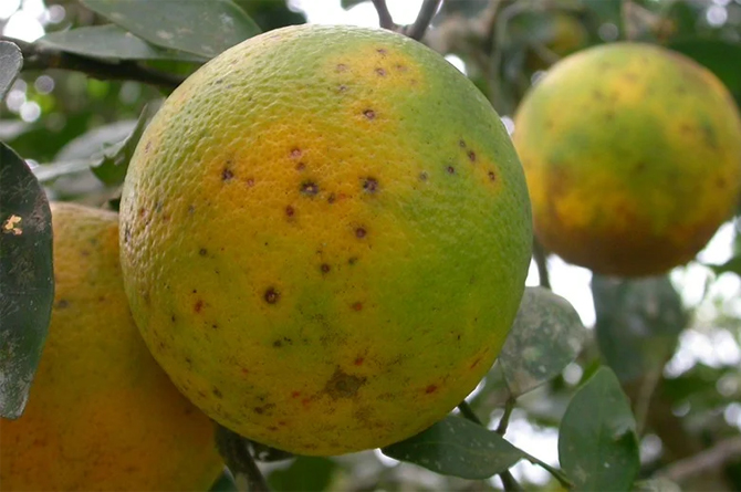 Naranjas afectadas por la 'mancha negra'