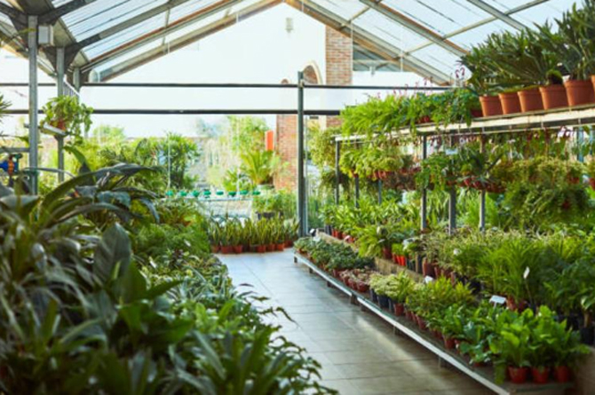 Vivero de plantas