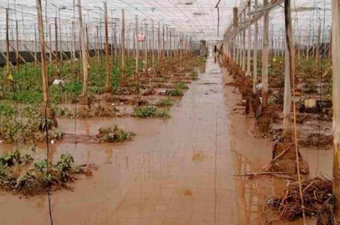 Un invernadero destrozado por la DANA/Imagen: FEPEX