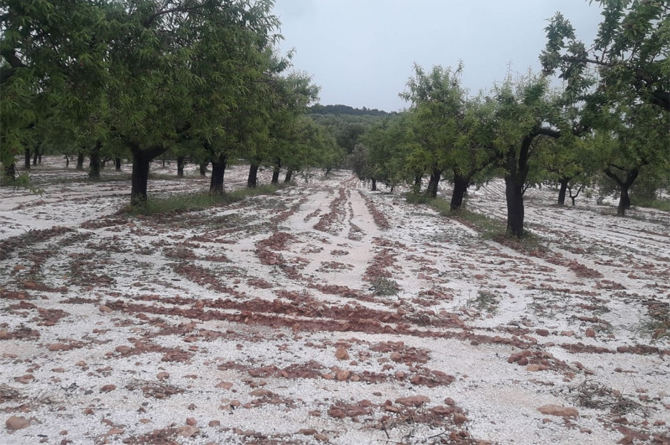 Restos de granizos sobre un campo de frutales