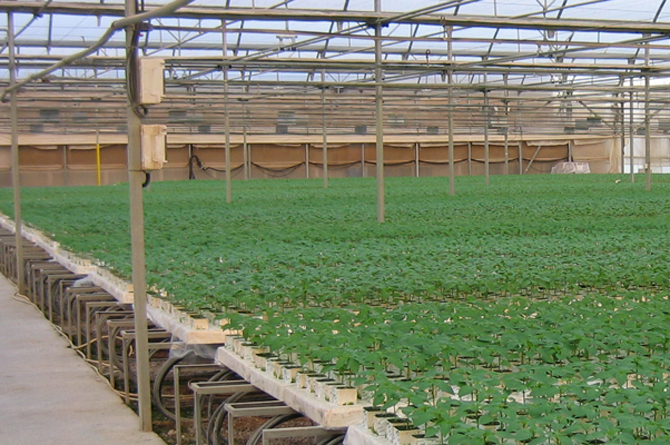 Una de las áreas de cultivo de Semilleros La Sala
