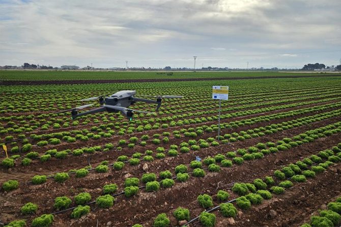 Un dron sobrevuela un cultivo hortícola para la recogida de datos