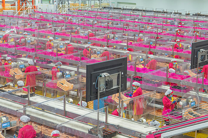 Personal seleccionado uva en Moyca