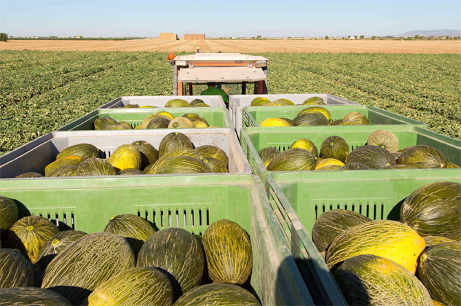 Las exportaciones agrarias, junto a la inversión en industria militar y el turismo son las claves del crecimiento económico regional