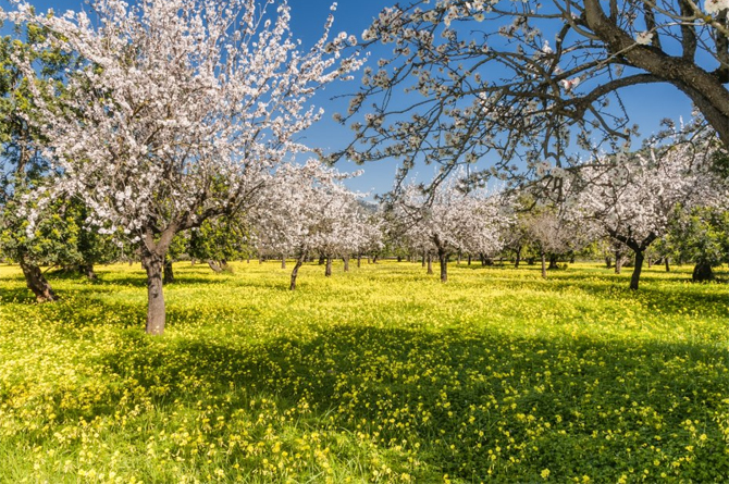 La producción ecológica supera el 30% de la superficie agraria útil de la Región