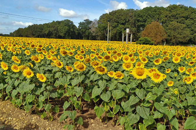 Campo de girasol