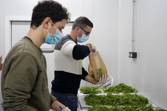 Investigadores de la UPCT durante los ensayos de envases biodegradables para comercializar rúcula