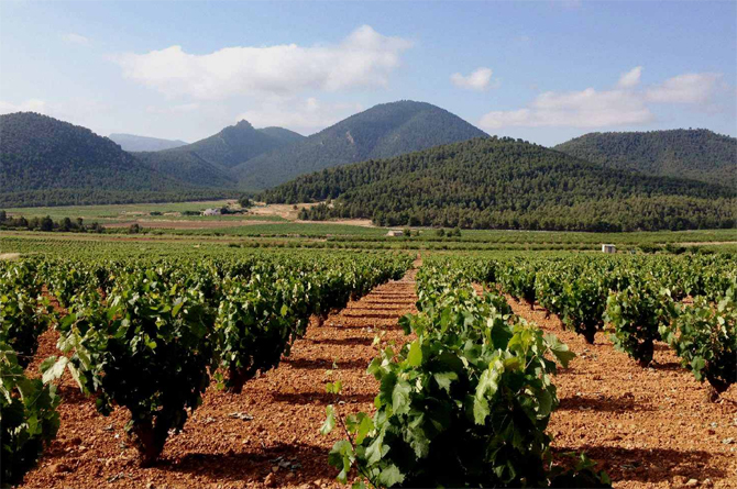 Viñedo en Jumilla