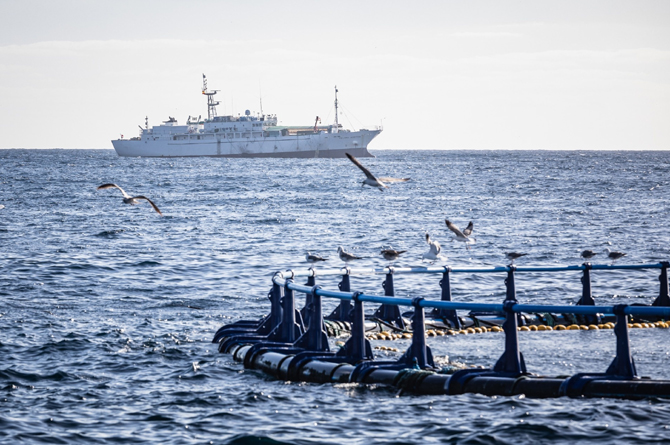 Piscifactoría de atún rojo en la costa de Cartagena