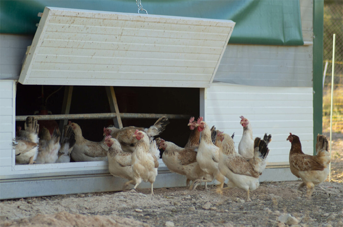 Gallinas autóctonas de la Finca Romero