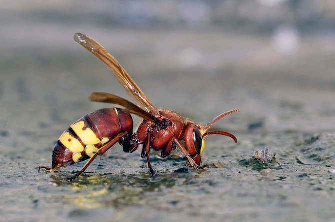 Un ejemplar de Vespa orientalis, el avispón oriental que se extiende por la Región