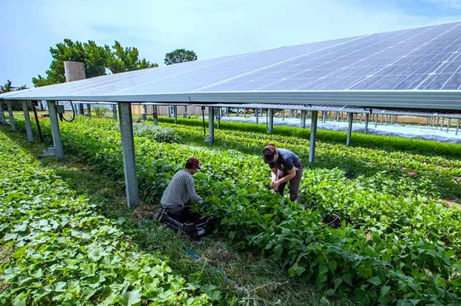 Un ejemplo de planta agrovoltaica en el campo español