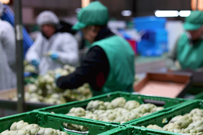 Alcachofas de Eurofruits Levante