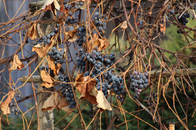 Efectos de la sequ&iacute;a sobre las vides para vino